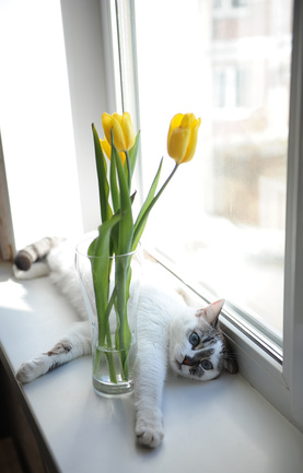 gato de tulip florero