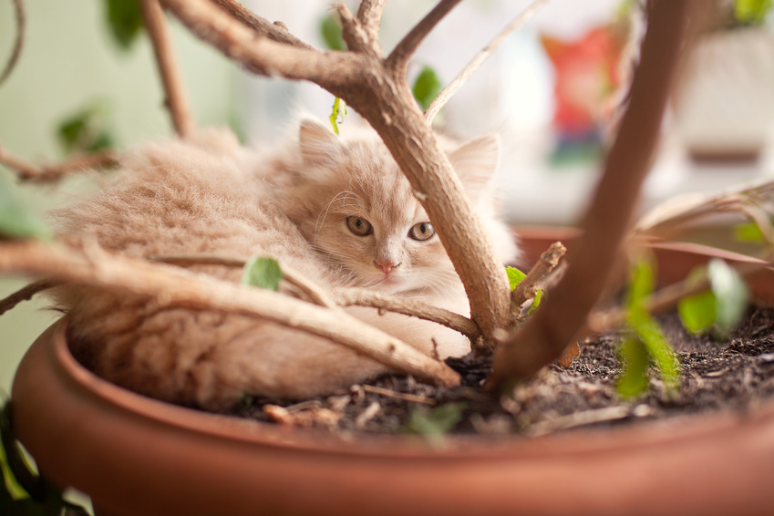cat sleeping in plant