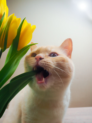 gato comiendo tulipanes amarillos.