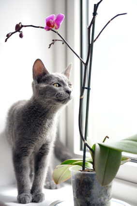 gato gris por planta de orquídea