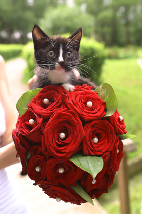 gatito con ramo de rosas