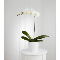 Orquídea Blanca en Tiesto