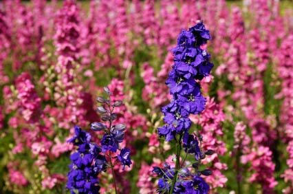 Larkspur Flower