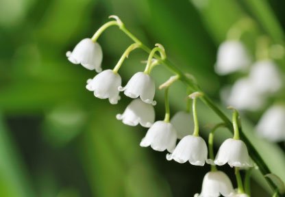 Flor de Nacimineto para el Mes de Mayo - El Lirio del Valle