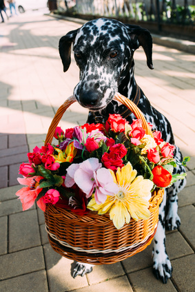 dalmation en las flores