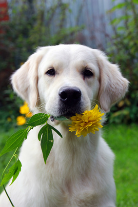 golden retriever con flor