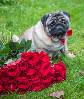 Pug le gustan sus rosas