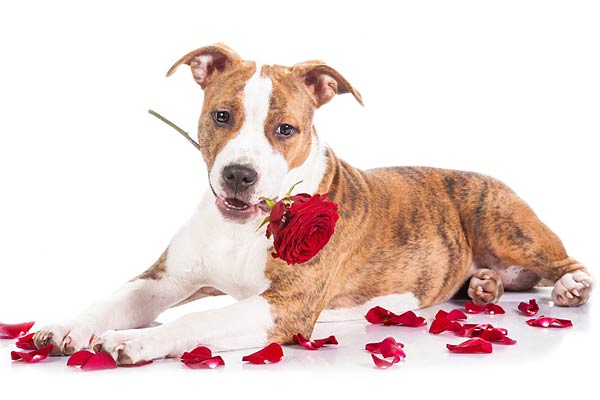 Fotos de Plantas y Flores Venenosas para los Perros