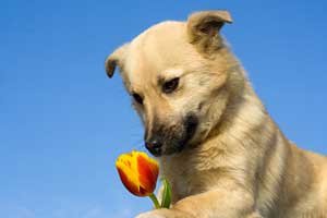 cachorro comprueba tulipán