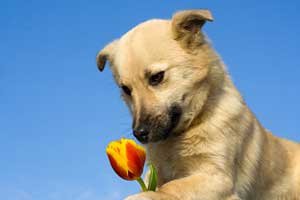 puppy checks out tulip