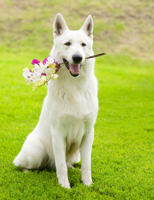 perro pastor suizo con orquídeas