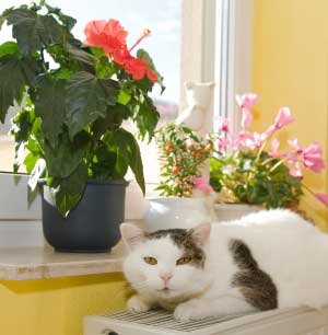 gato blanco en el alféizar de la ventana