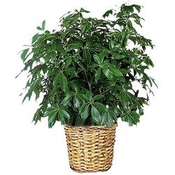 Planta Schefflera