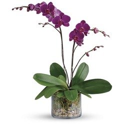 Gloriosa Gratitud Orquídea