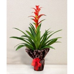 Guzmania