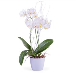 Planta Phalaenopsis de Primera Calidad